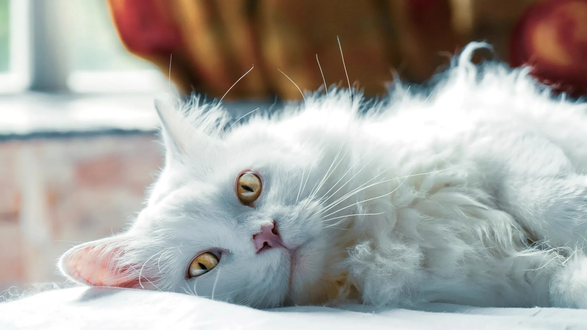 Pikko cat nutrition brand — white Persian cat